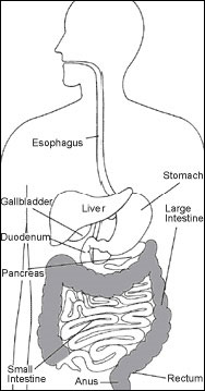 graphic of digestive system