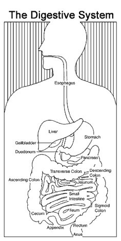 Digestive System