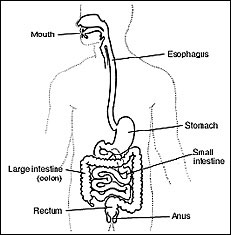 Gas in the Digestive Tract