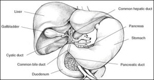 Nonalcoholic Steatohepatitis