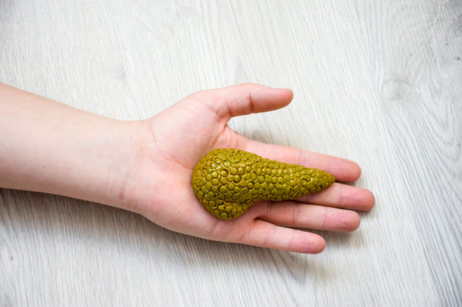 In palm of hand lying on wooden floor, is anatomical model of pancreas gland. Concept photo depicting pancreas illness such as cancer as cause of death, organ donation after death of patient